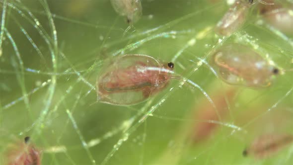 Water Flea Daphnia Pulex Under a Microscope Class Branchiopoda