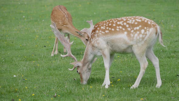 Sika Deer, Cervus Nippon Also Known As the Spotted Deer or the Japanese Deer. Ruminant Mammal Is