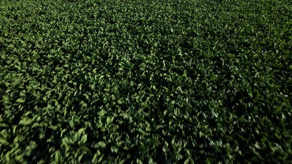 Aerial view of beet rows field in agricultural landscape in Ukraine, harvest sugar beet