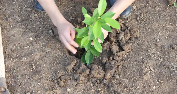 Hands Man Planting Tree