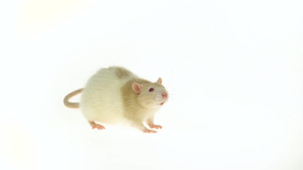 Decorative Cute Rat with Red Eyes Isolated on a White Background in Studio. Close Up