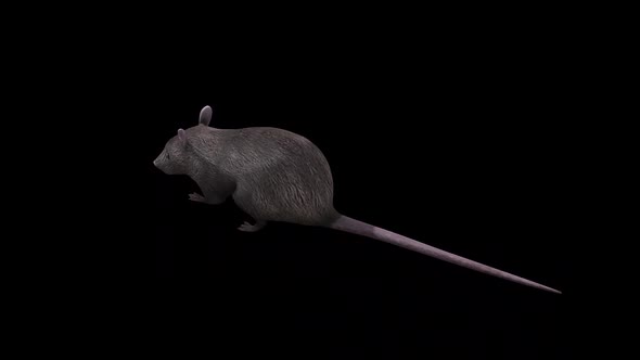 Brown Rat Eat Top Angle Back View alt