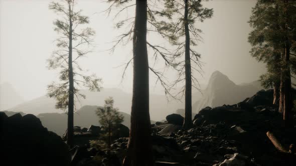 Trees in Fog in Mountains