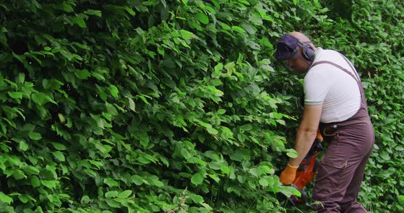 Gardener in Uniform Trimming Hedge Using Electric Scissors