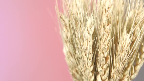 Side Ripe Ears of Dry Wheat on Purple and Red, Rotation