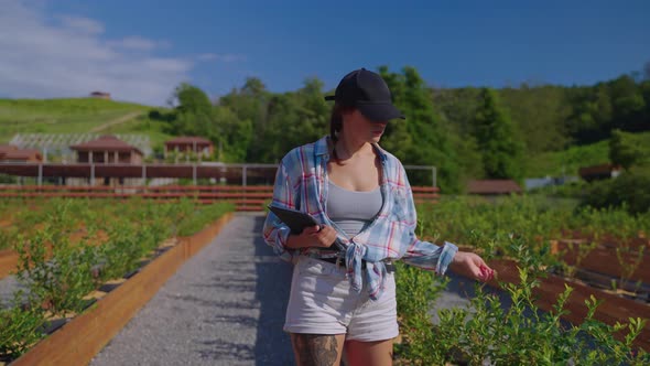 Woman Agronomist Inspecting Blueberry Plants