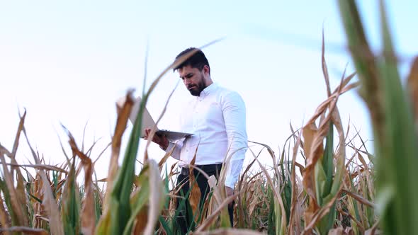 Agronomist Estimates the Drought Damage of a Cornfield