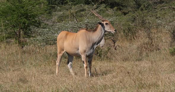 Cape Eland, taurotragus oryx, adult in the savannah, Nairobi Park in Kenya Real Time 4K