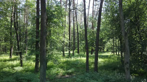 Beautiful Green Forest on a Summer Day Slow Motion