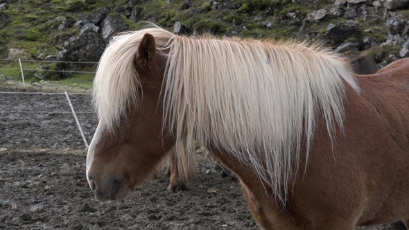 Portraits of an Icelandic Brown horses, close-up. Iceland. Horse standing on the field.