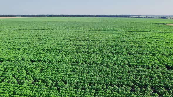 Green Young Sunflowers Aerial View