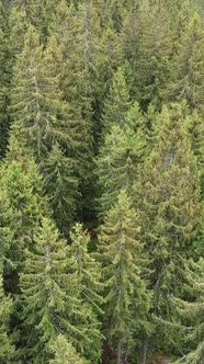 Aerial View of Trees in the Forest