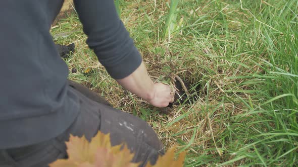 Gardener transplanting sage plant outdoor into ground