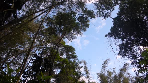 low angle view of tall lush trees in tropical atlantic forest, against blue sky. tilt down