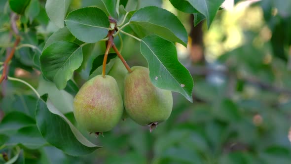 Ripe Pears on Tree in Garden
