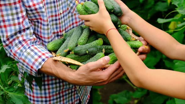 Harvest Cucumbers in the Hands of a Child and a Man