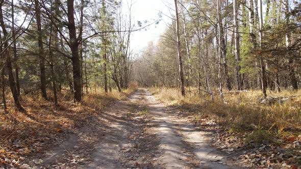 Forest with Trees in an Autumn Day