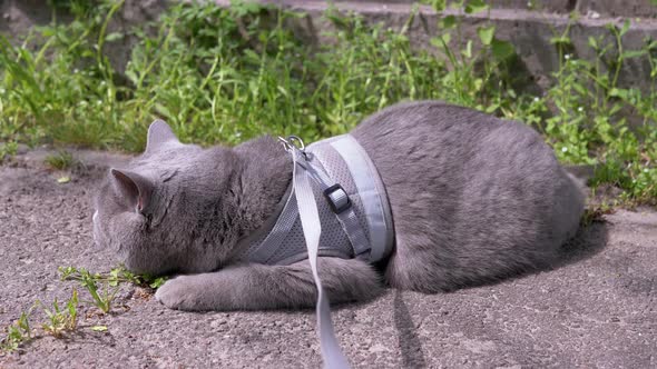 Gray British Cat on a Leash Basking in the Sun Lying on Sand on Outdoors
