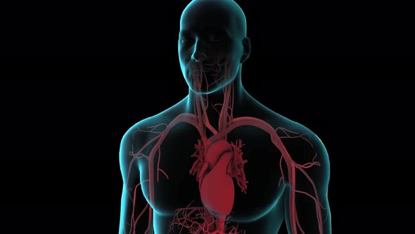 Human body, heart and vascular system. The circulation of blood in the body