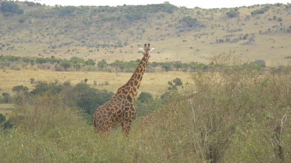 Two Maasai giraffes in the savannah