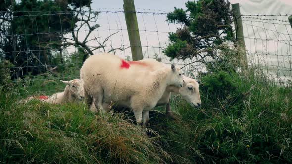 Sheep Scramble Under Fence Into Field