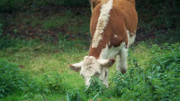 Cow Grazes In Grassy Field