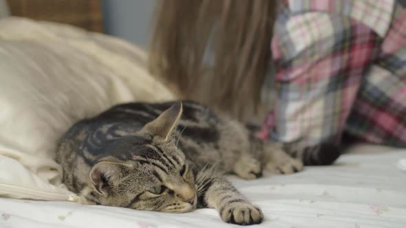 Young tabby cat has to share bed with human wide shot