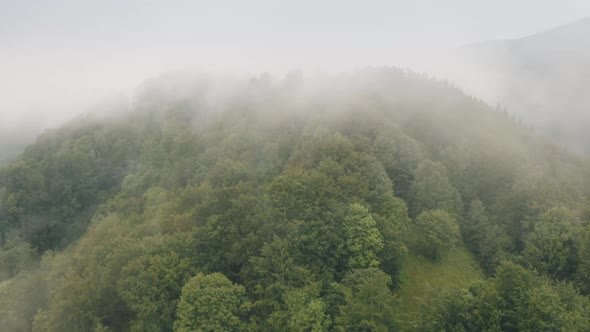 Aerial Forest Fog Landscape