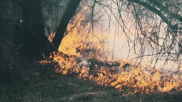 Fire in the Forest Burning Dry Grass Trees Bushes Flame and Smoke Wildfires