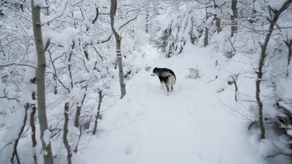 Dog in Winter Forest