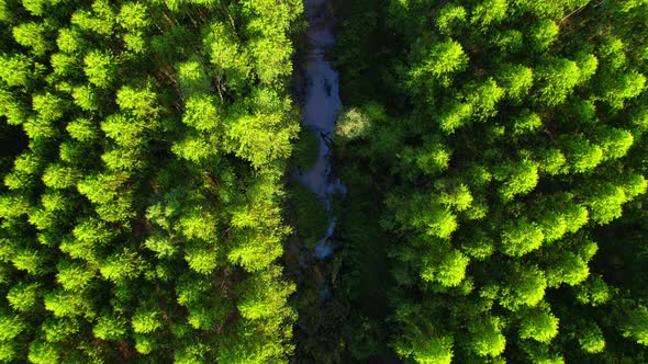 4K aerial top view from a drone, eucalyptus Green Forest