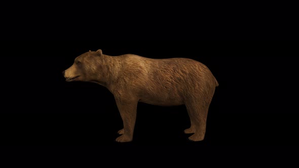 4K Bear Idle alt