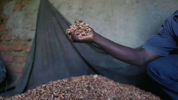 Dry natural cocoa beans falling from a black African hand.Cacao farm in Congo, Africa. Cinematic sh