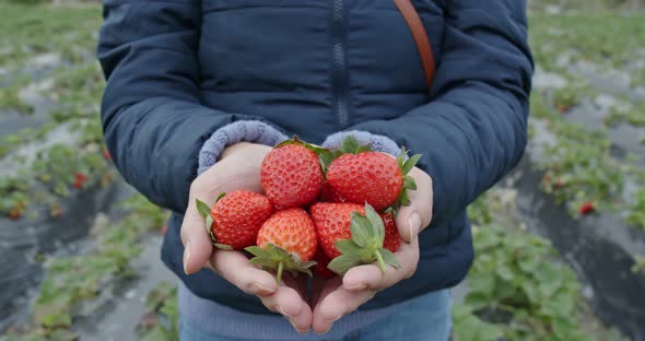 Woman hold strawberry in the farm