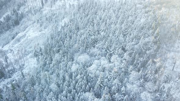 Beautiful Winter Forest with Snowy Trees Aerial View