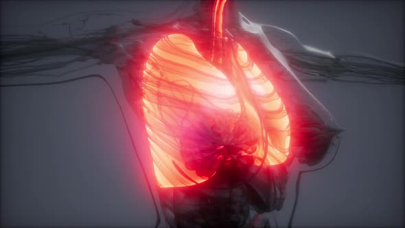 Human Lungs Radiology Exam alt