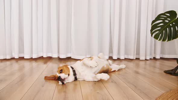 Dog Beagle Lies at Home on the Floor and Executes Commands