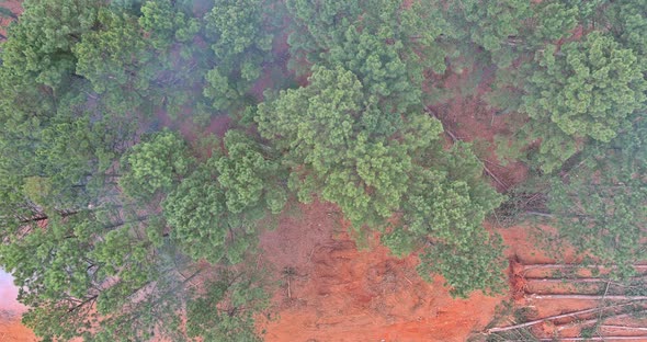 A Dozer During in a Deforested Forest Clearing and Preparation for Construction