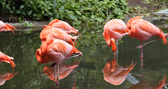 Pink flamingos play in the water pond