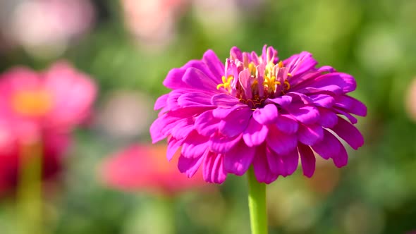 Pink flower of zinnia in garden
