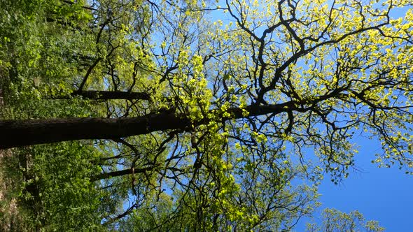 Vertical Video of the Forest in the Spring on a Sunny Day