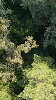 Aerial View of Trees in the Forest