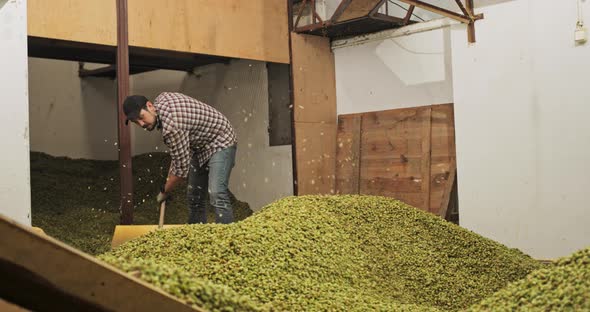 A Hops Plantation Worker Shovels the Dried Hop Cones Into a Hopper in a Warehouse