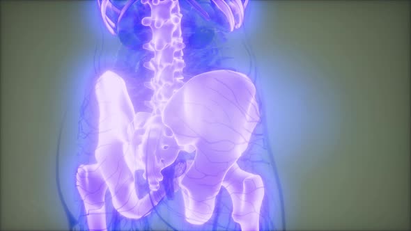 Transparent Human Body with Visible Bones alt