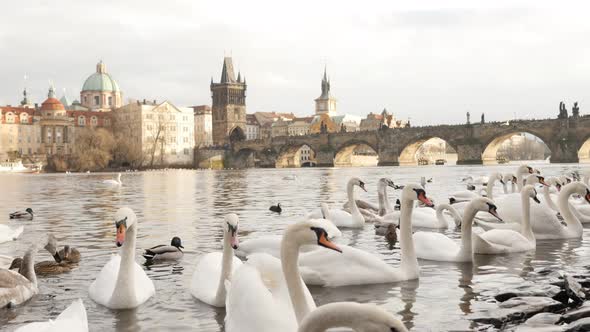 White Cygnus on water in Czech Republic city of Prague 3840X2160 UHD footage - Swans and other birds