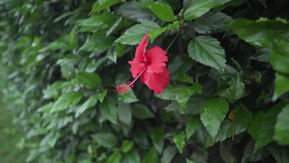 Red China Rose In Full Bloom During Springtime - forward shot