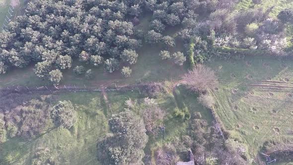 Trees Sapling with Aerial Drone
