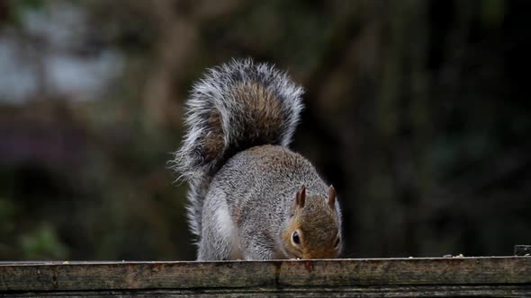 Grey Squirrel, Sciurus carolinensis. on back garden bird table. UK