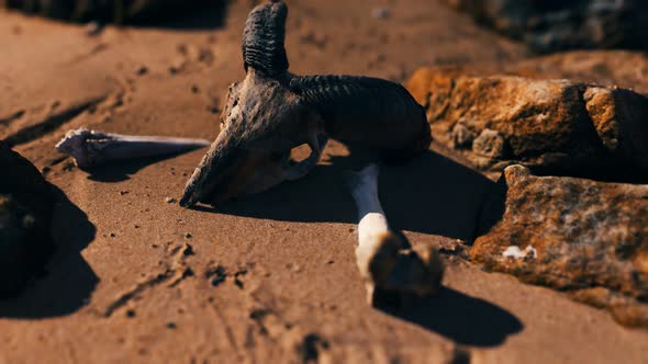 Ram Skull at Sand Beach