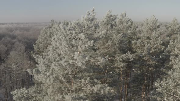 Ungraded Dlog Beautiful Snowy White Forest In Winter Frosty Day